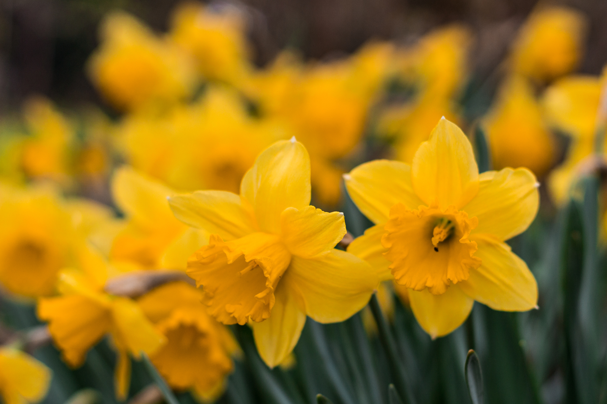 Spring flowers